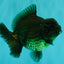 A Grade Black Yuanbao Female 4.5-5 inches #101626YB_36