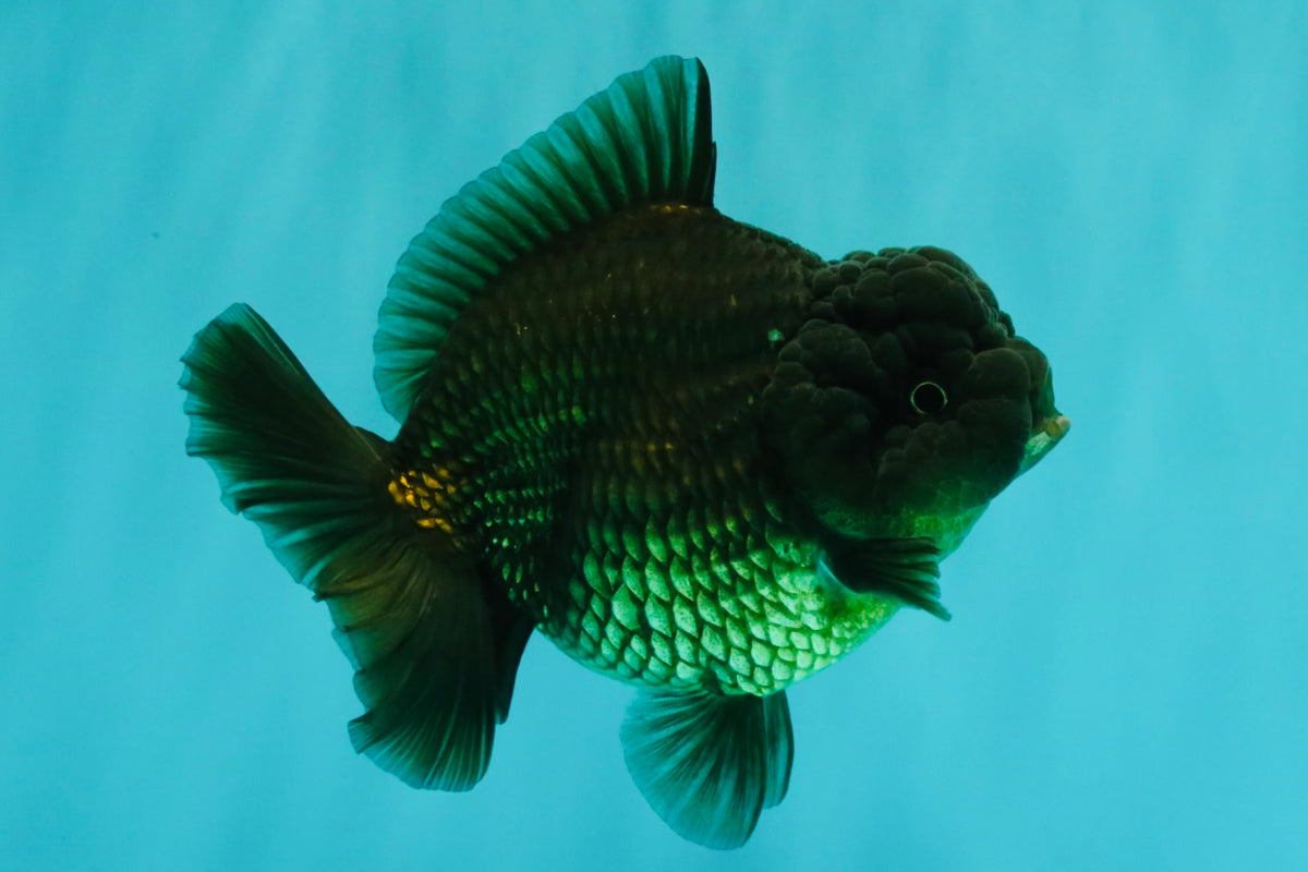 A Grade Black Yuanbao Female 4.5-5 inches #101626YB_36