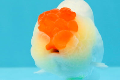 A Grade Tancho Red White LionQueen 4-4.5 inches #031326LC_08