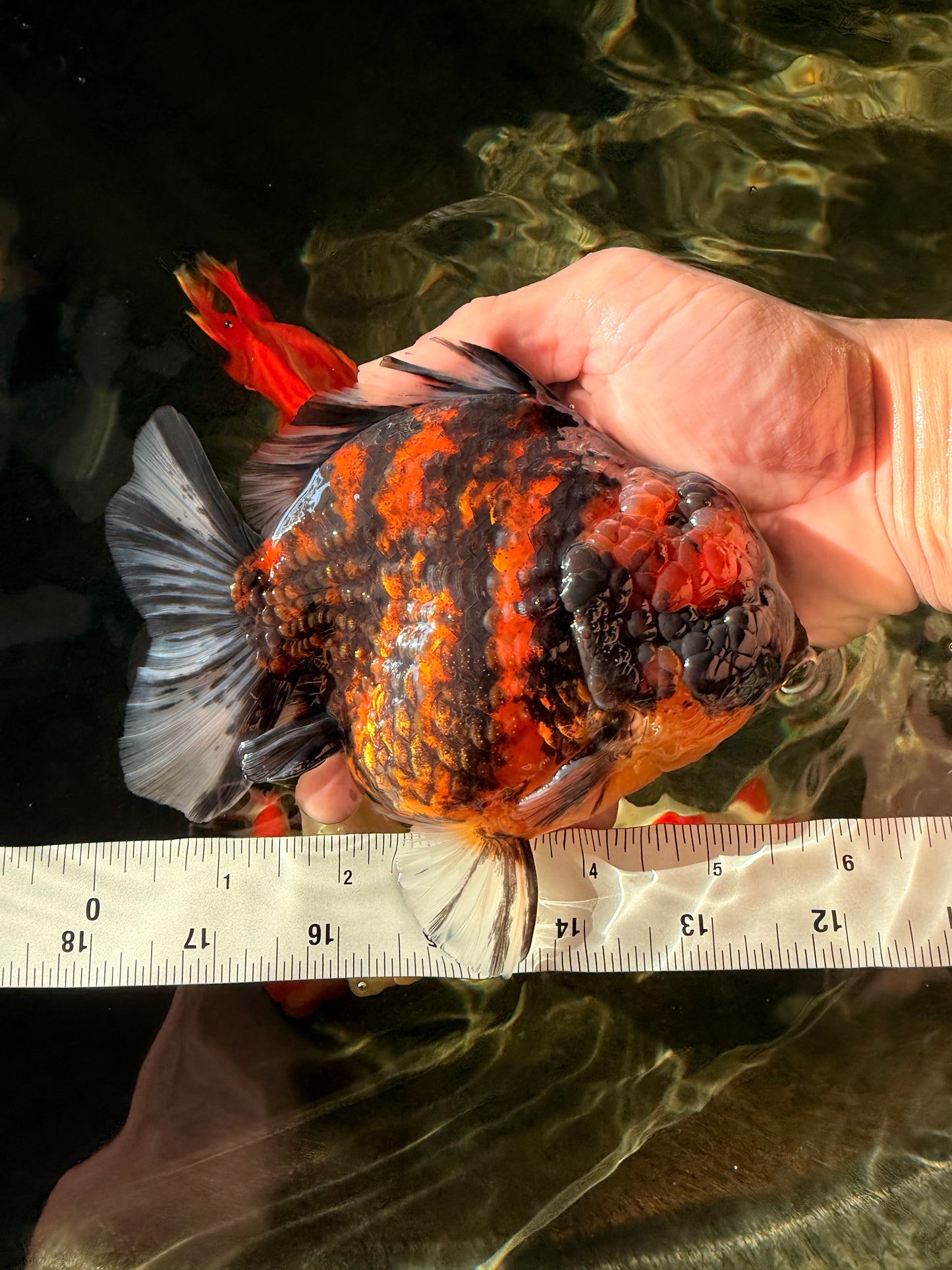 AAA Grade Godzilla Tiger Yuanbao Male 5.5 inches #030626YB_10