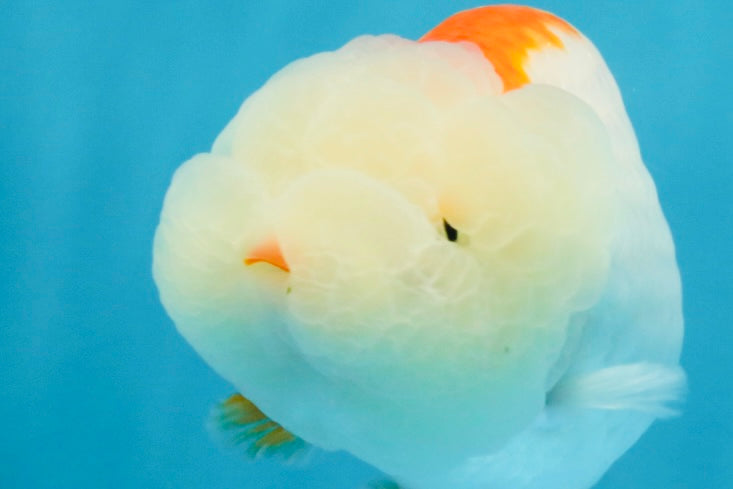 FLUFFY A Grade Red White LionQueen 4 inches #121225LC_07