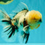 A Grade Marble Oranda Male 7 inches #071026OR_33