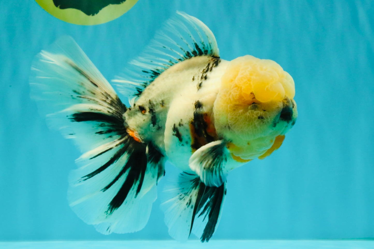 A Grade Marble Oranda Male 7 inches #071026OR_33