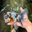 Calico Oranda Male 6.5 inches #082826OR_02