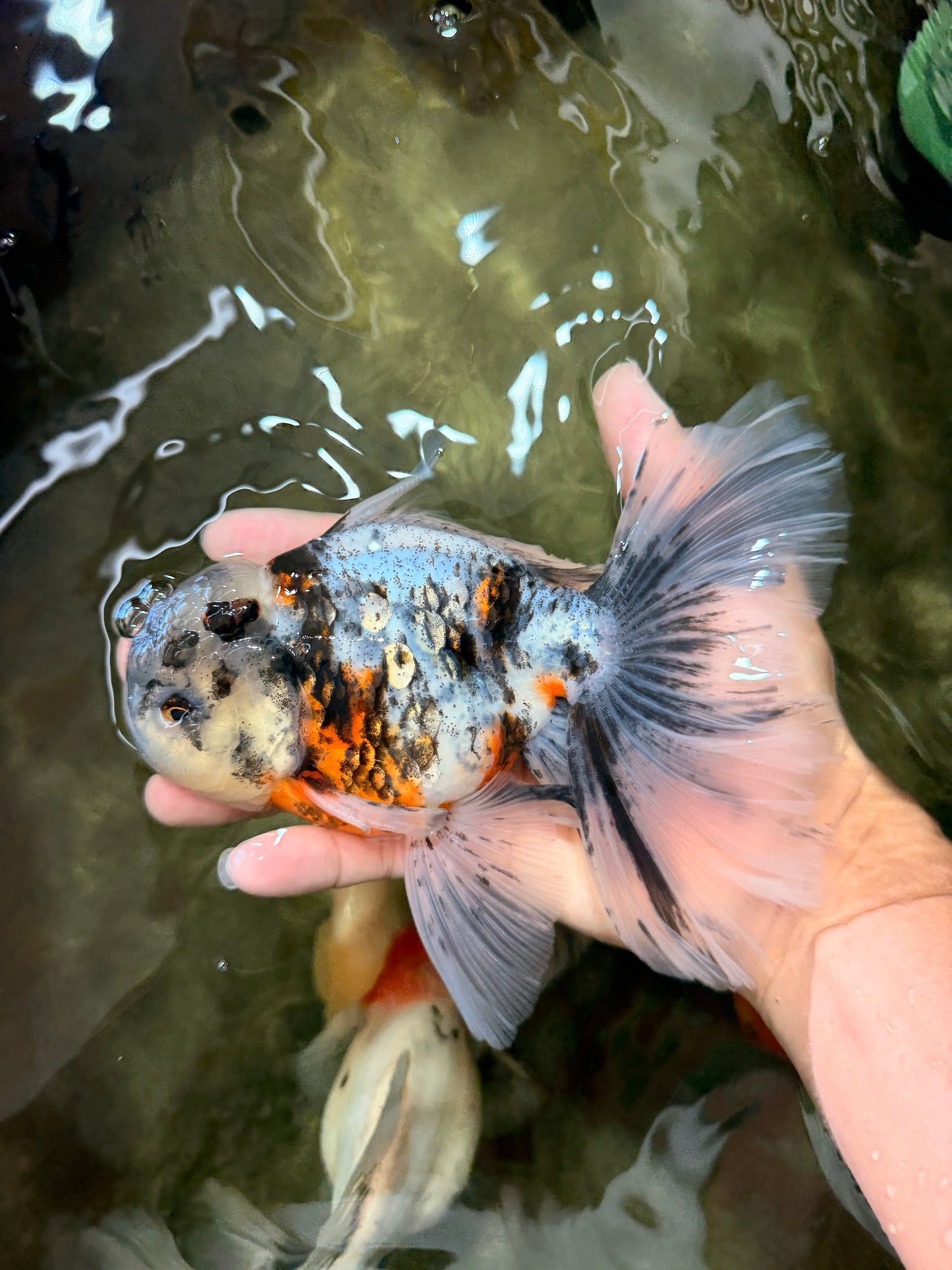 Calico Oranda Male 6.5 inches #082826OR_02