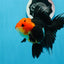 AAA Grade Tricolor Oranda Female 5 inches #0830OR_07