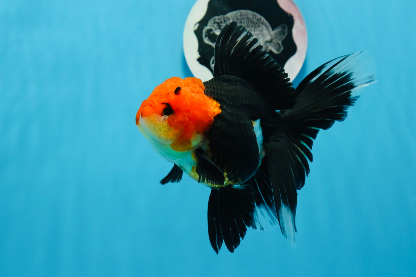 AAA Grade Tricolor Oranda Female 5 inches #0830OR_07