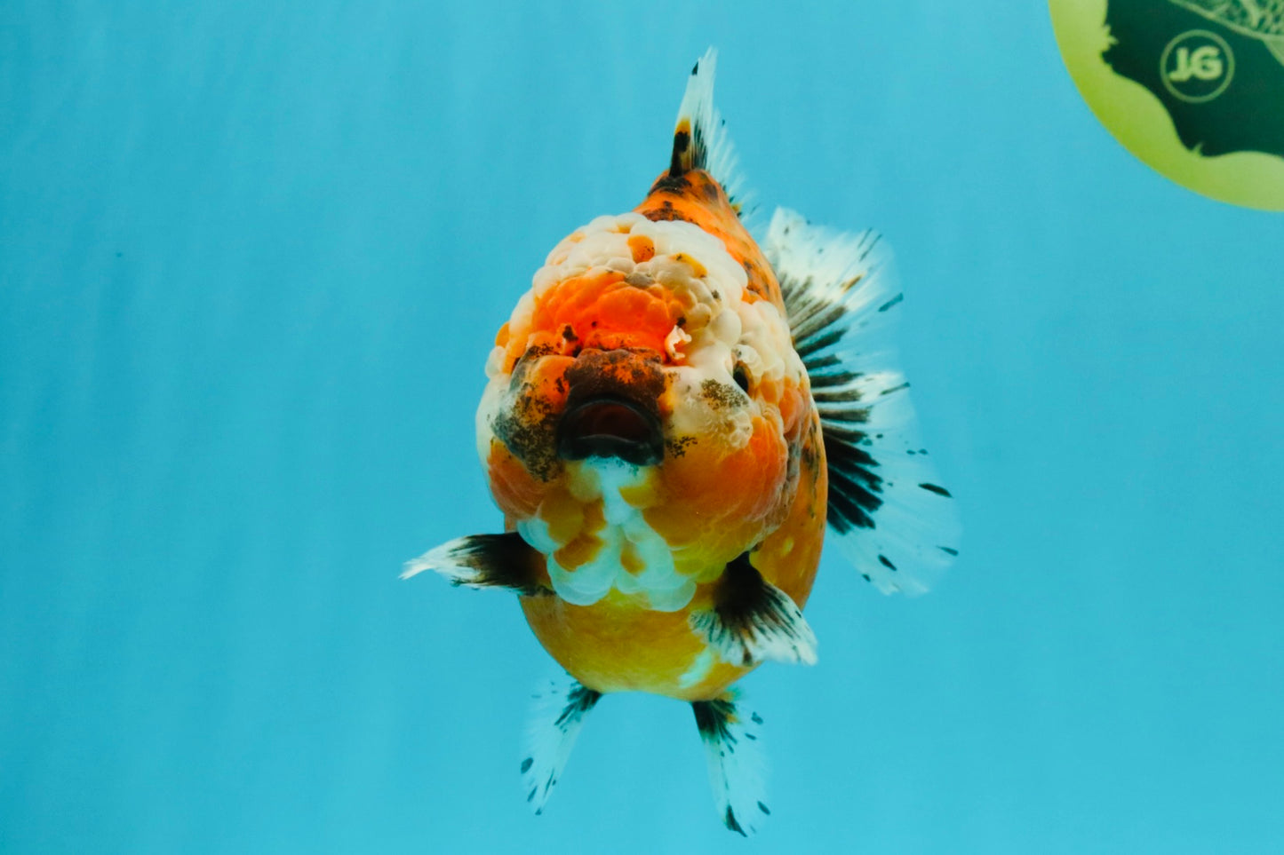 SPECIAL A Grade Sakura Yuanbao Female 5.5-6 inches #032026YB_27