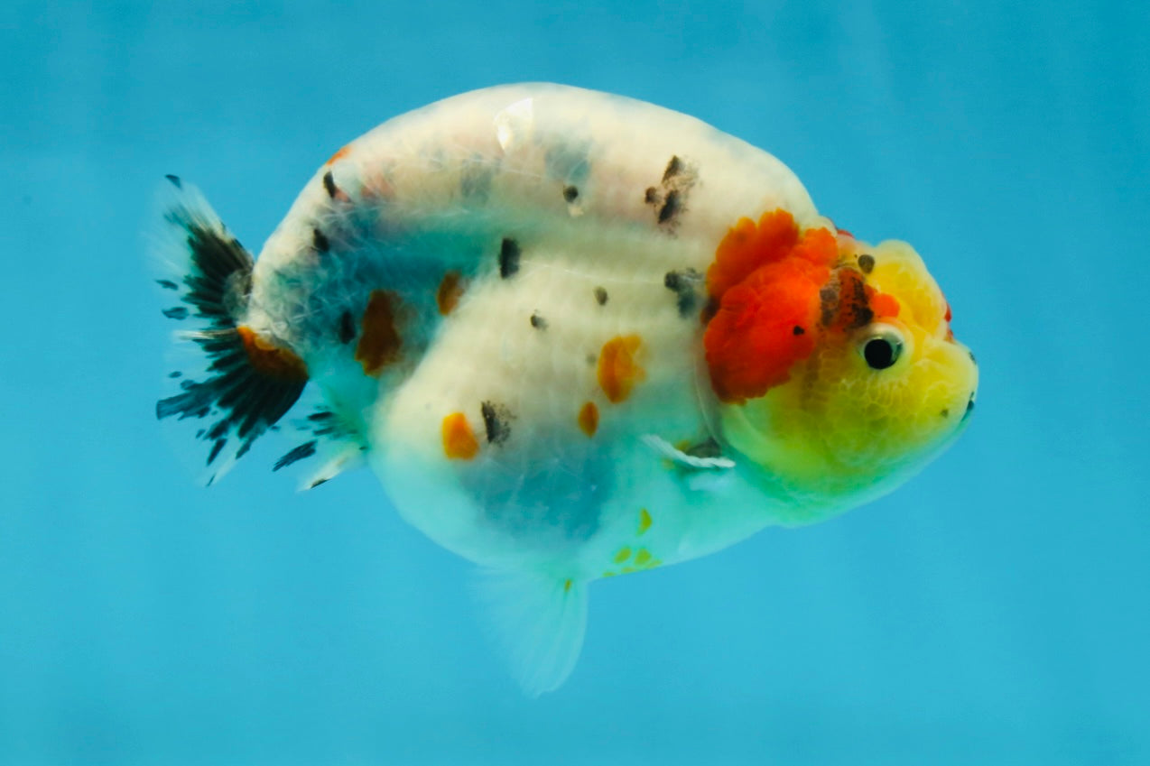 A Grade Cow Tricolor LionQueen 4 inches #050925LC_08