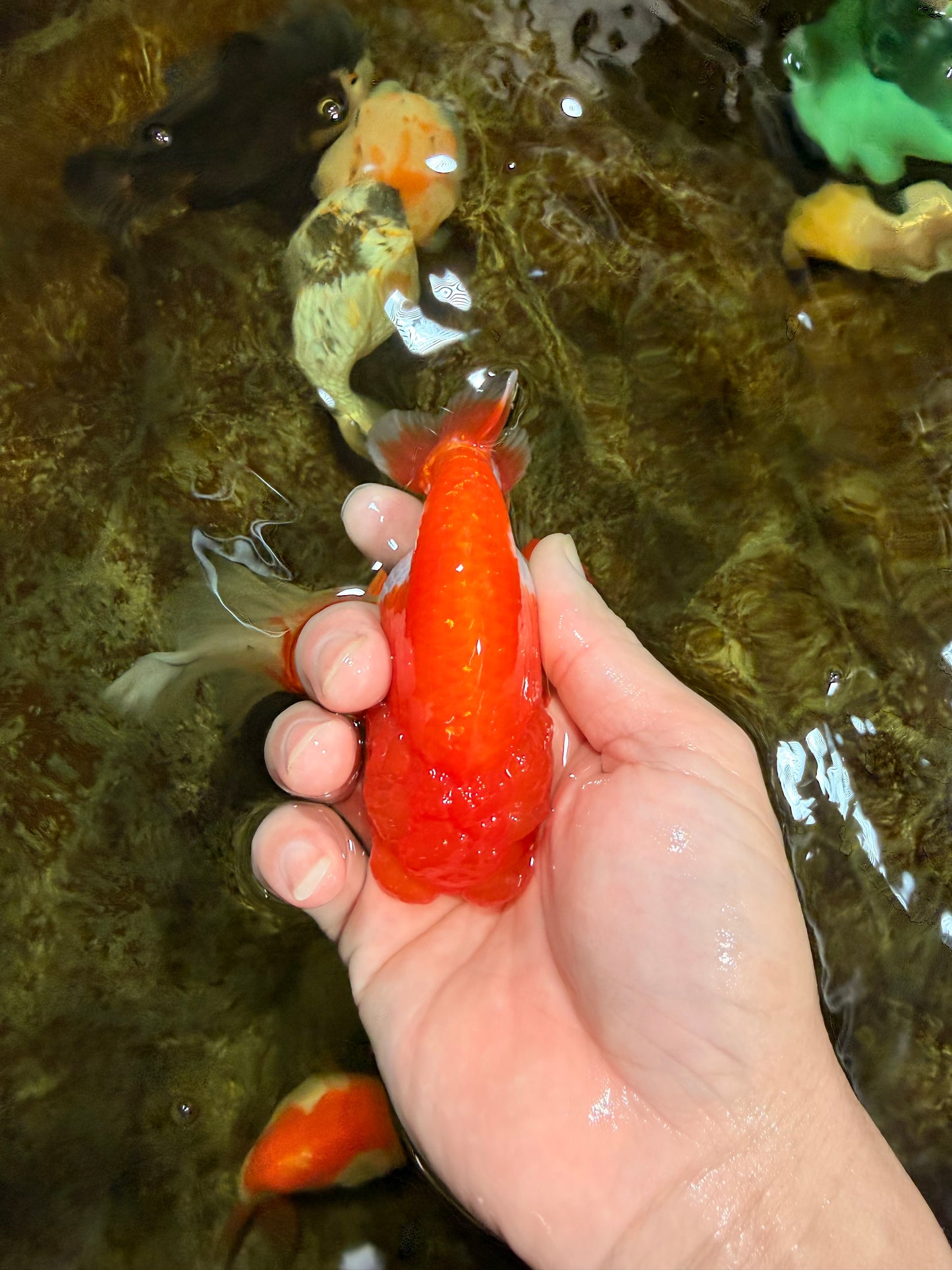 Red White Lionchu Female 4 inches #121925LC_02