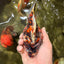 AAA Grade Special Indonesia Calico Ryukin Male 6-6.5 inches #100226RK_01
