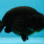 AAA Grade Strong Body Structure Godzilla Black Ranchu Male 5-5.5 inches #052325RC_15