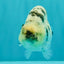 AAA Grade White Tiger Blue Base Ranchu Female 4.5 inches #062626RC_10