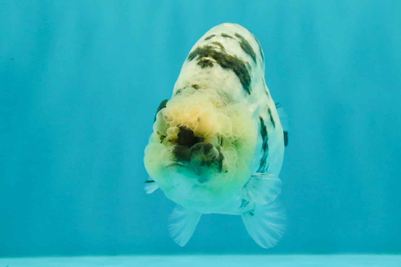 AAA Grade White Tiger Blue Base Ranchu Female 4.5 inches #062626RC_10