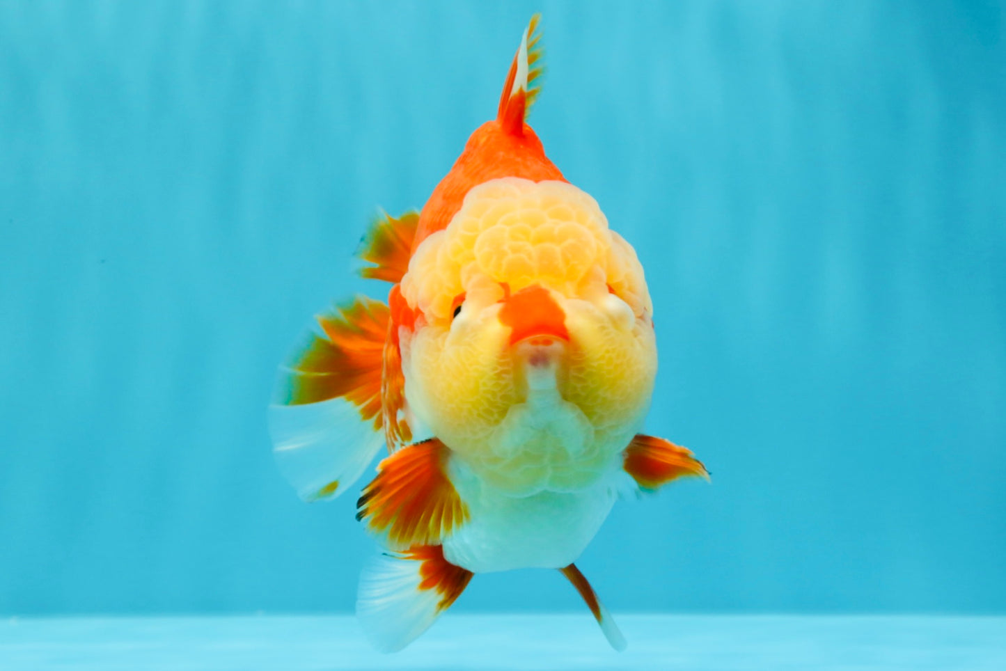 SUPER CUTE AAA Grade Godzilla Red White Yuanbao Male 6 inches #022726YB_02