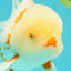 A Grade Red White Oranda Male 5.5 inches #102326OR_16