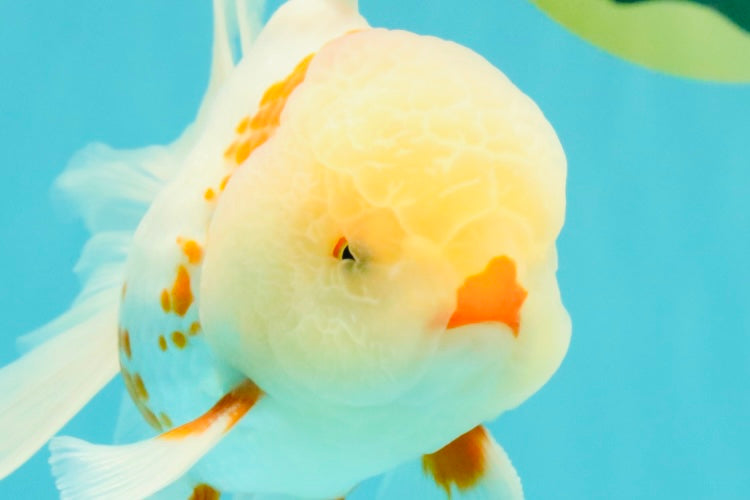 A Grade Red White Oranda Male 5.5 inches #102326OR_16