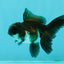 Panda Oranda Male 3.5 inches #1011OR_27