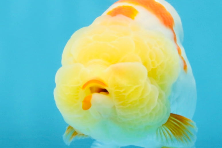 BULLDOG FACE A Grade Red White Kohaku LionQueen 4 inches #120525LC_09