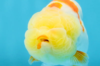 BULLDOG FACE A Grade Red White Kohaku LionQueen 4 inches #120525LC_09