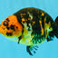 Tiger Chinese Ranchu Female 5.5 inches #022026RC_20