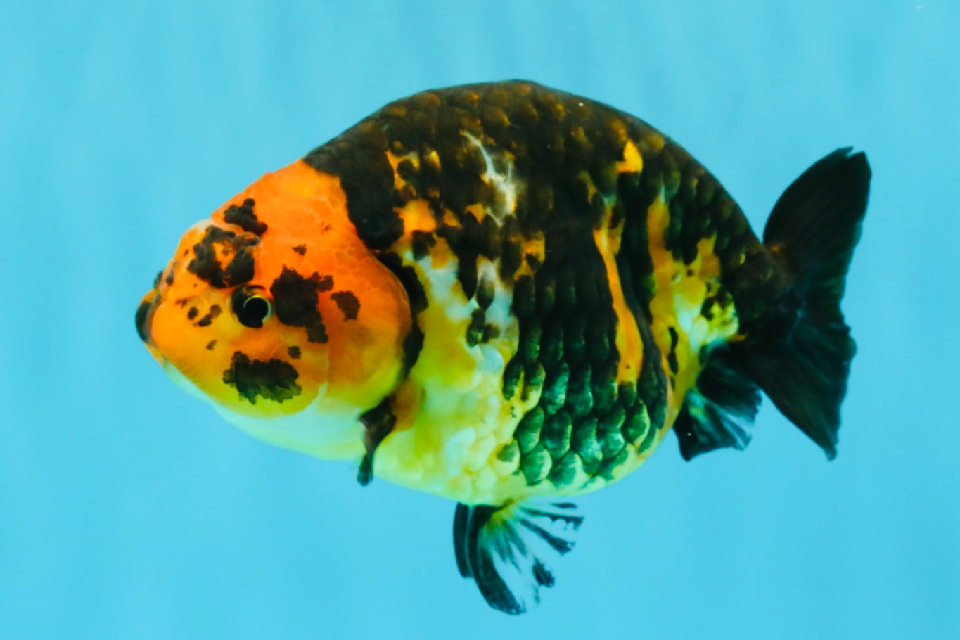 Tiger Chinese Ranchu Female 5.5 inches #022026RC_20