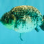 A Grade Tiger Ranchu Male 5 inches #080726RC_30