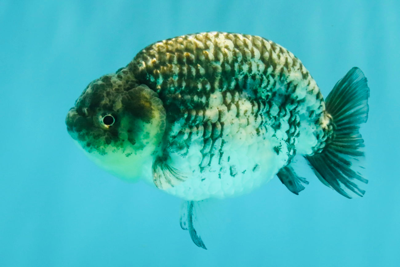 A Grade Tiger Ranchu Male 5 inches #080726RC_30