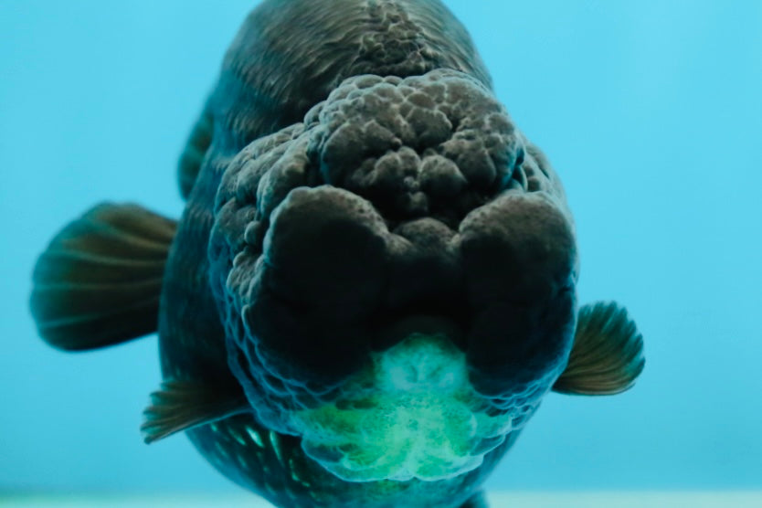 AAA Grade High Back Black LionQueen 4 inches #050925LC_10