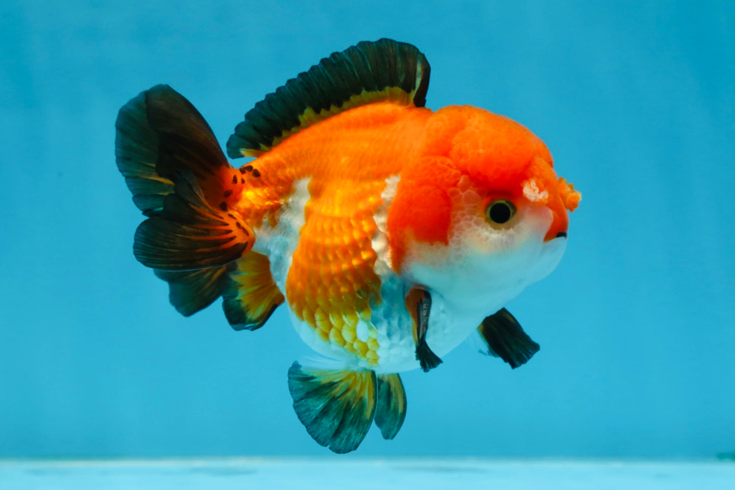 SUPER CUTE Tricolor Yuanbao Male 4.5 inches #071125YB_18