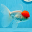 Oranda mâle à casquette rouge de catégorie A, 4,5 pouces #0913OR_05