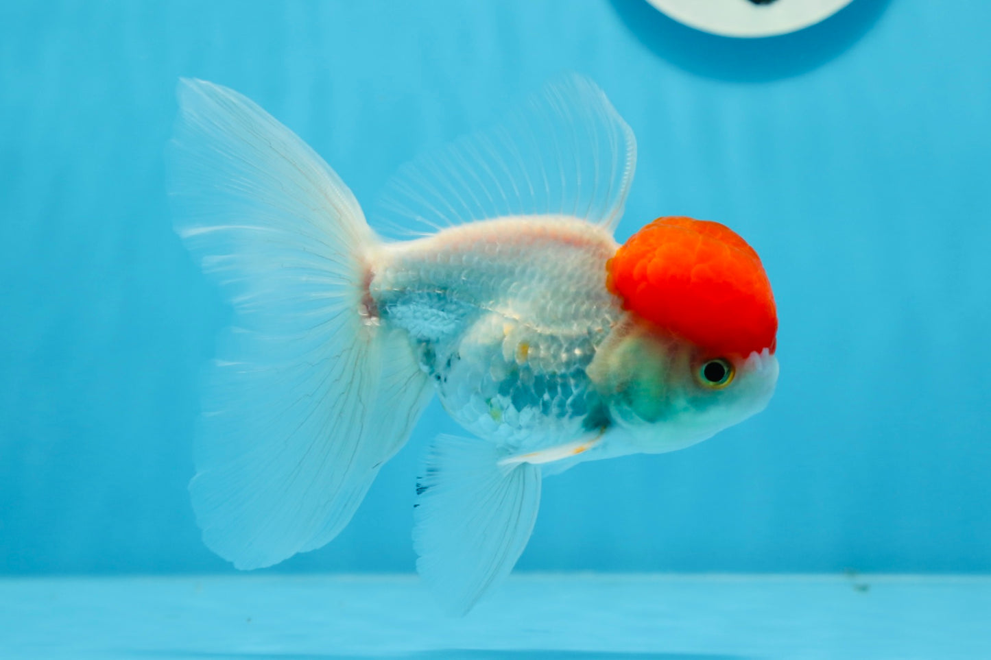 Oranda macho de gorra roja de grado A de 4,5 pulgadas n.º 0913OR_05