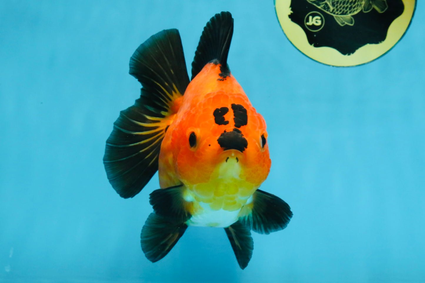 CHONKY A Grade Apache Yuanbao Female 5.5 inches #112825YB_17