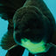 AAA Grade Black Oranda Male 6.5 inches #102326OR_08