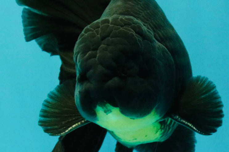AAA Grade Black Oranda Male 6.5 inches #102326OR_08