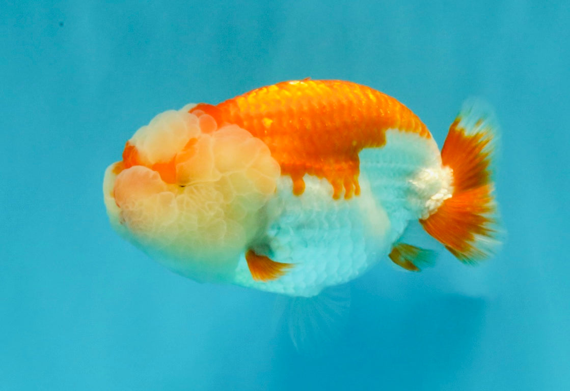 BIG WEN AAA Grade Red White LionQueen 4-4.5 inches #031326LC_06