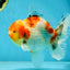 AAA Grade Sakura Oranda Male 5.5 inches #050925OR_54