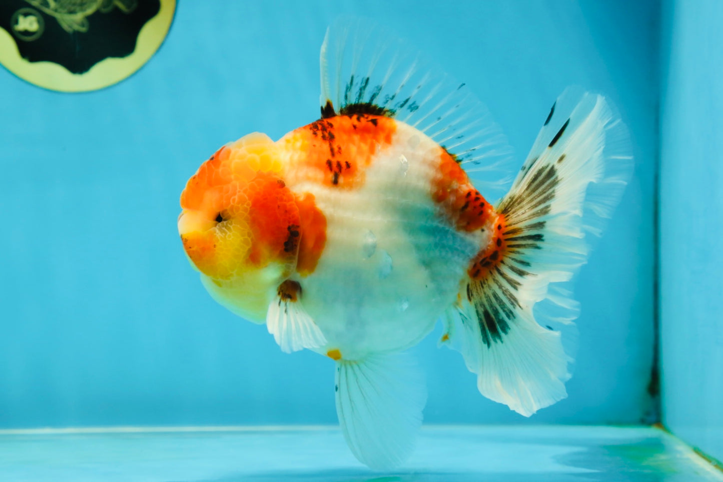 AAA Grade Sakura Oranda Male 5.5 inches #050925OR_54