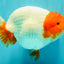 UNIQUE A Grade Red Head Buffalo Ranchu Female 6 inches #100926RC_30