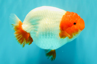 UNIQUE A Grade Red Head Buffalo Ranchu Female 6 inches #100926RC_30