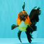 LAVA AAA Grade Apache Oranda Male 5.5 inches #100926OR_21