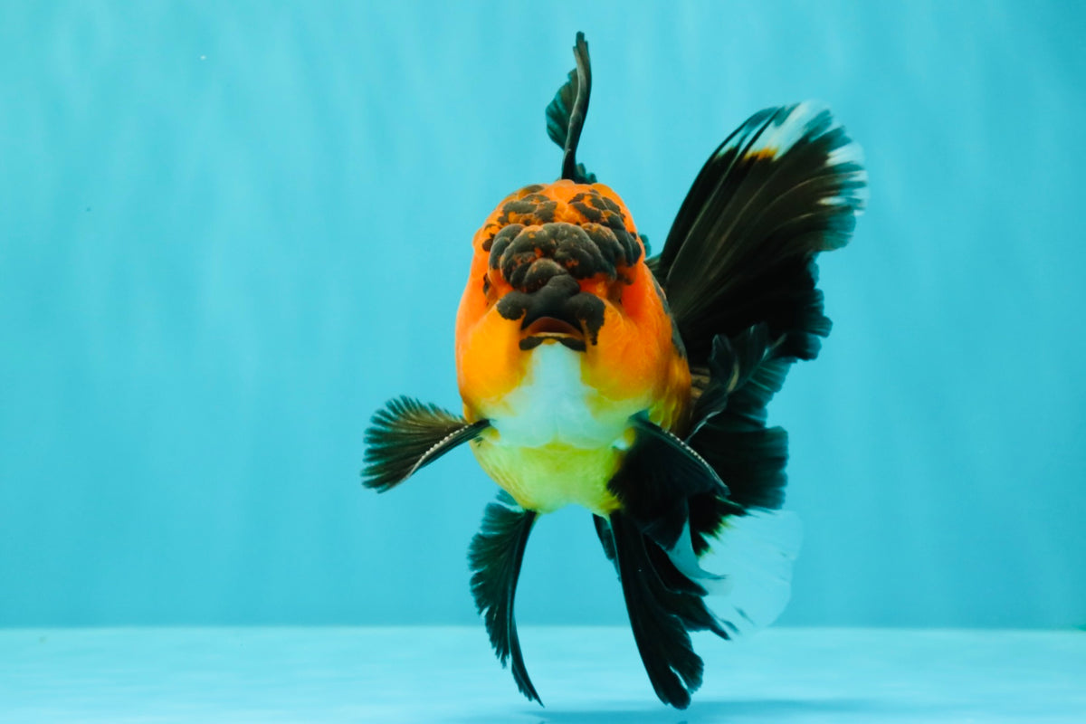 LAVA AAA Grade Apache Oranda Male 5.5 inches #100926OR_21