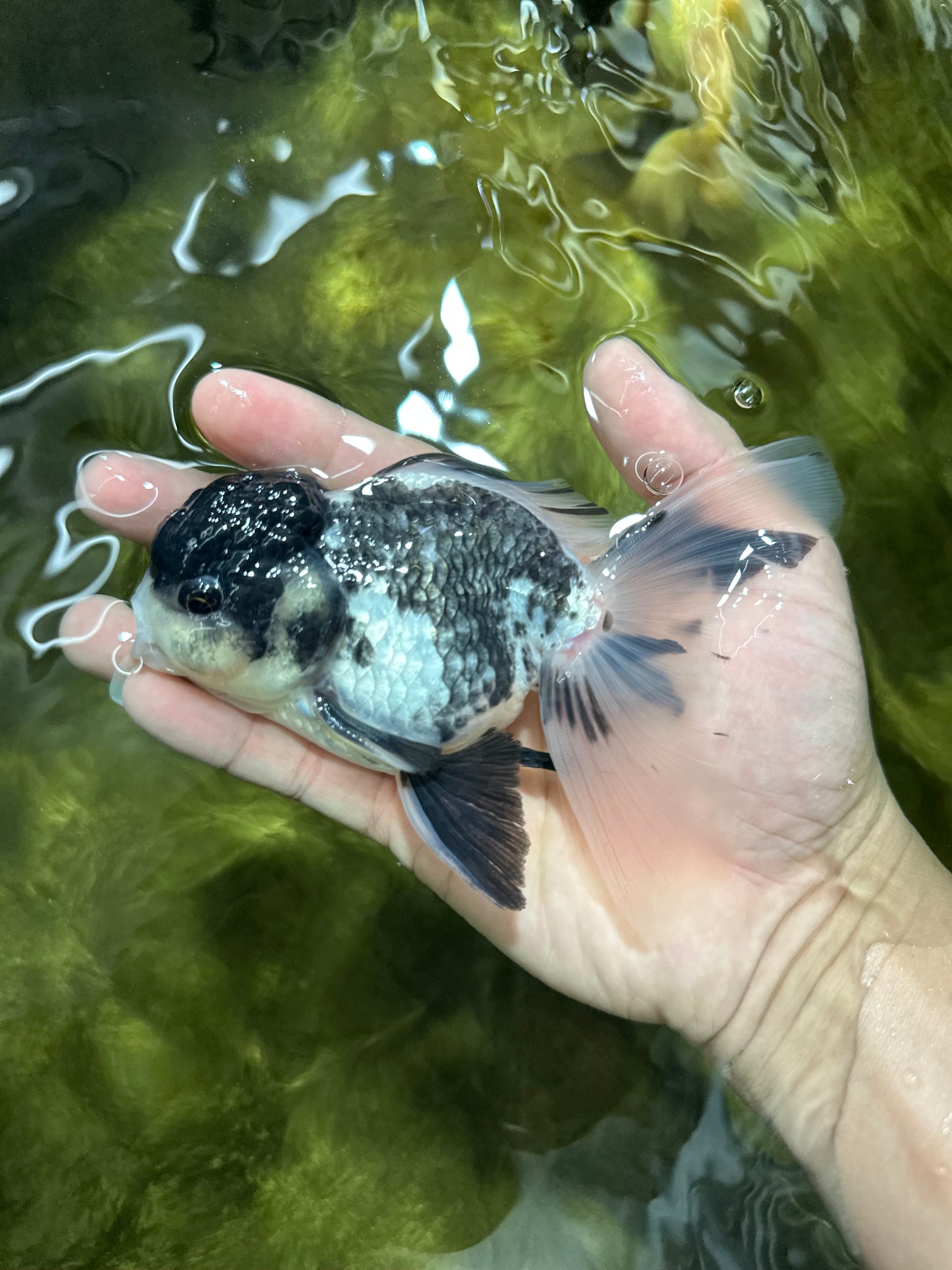 Super Panda Oranda Male 5 inches #042525OR_06