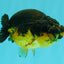 Apache Lionchu Female 4-4.5 inches #070326LC_31