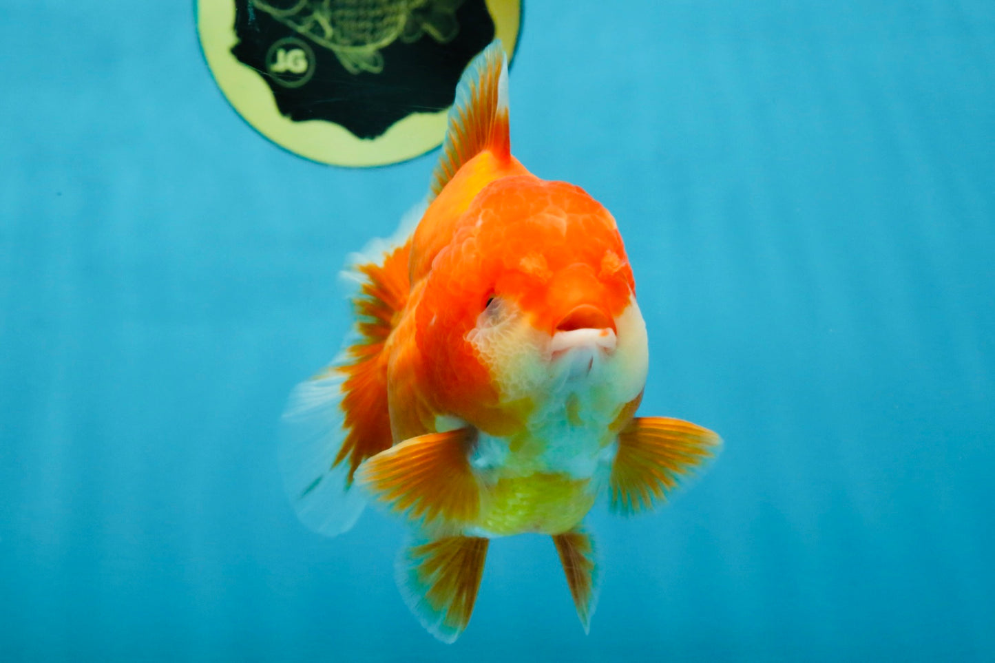 CHUBBY AAA Grade Red White Yuanbao Male 4.5 inches #121225YB_01