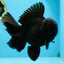 AAA Grade Godzilla Black Oranda Male 6 inches #080125OR_05