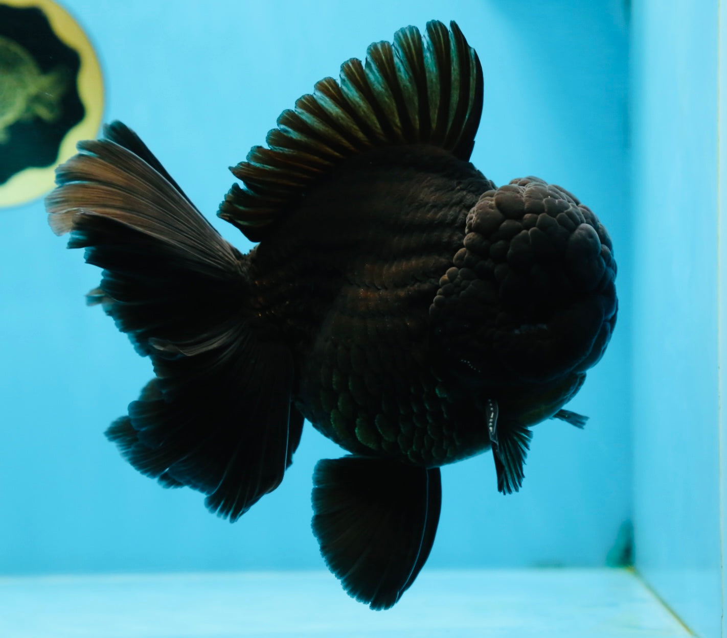 AAA Grade Godzilla Black Oranda Male 6 inches #080125OR_05