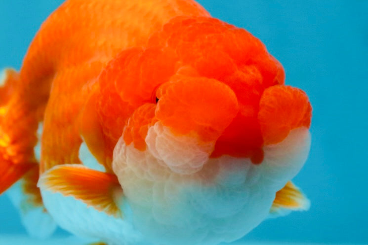 AAA Grade Red White LionKing 4-4.5  inches #053025LC_11