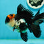 AAA Grade Tricolor Oranda Male 5.5 inches #112224OR_12