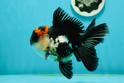 AAA Grade Tricolor Oranda Male 5.5 inches #112224OR_12